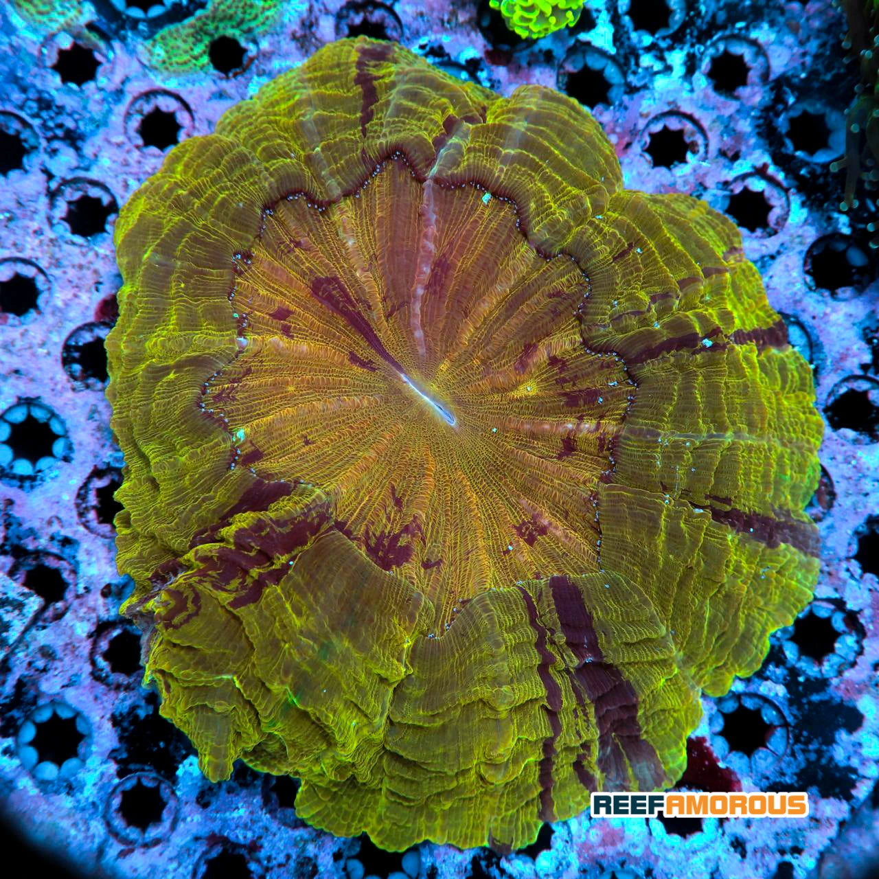 Gold Donut Coral (Large)