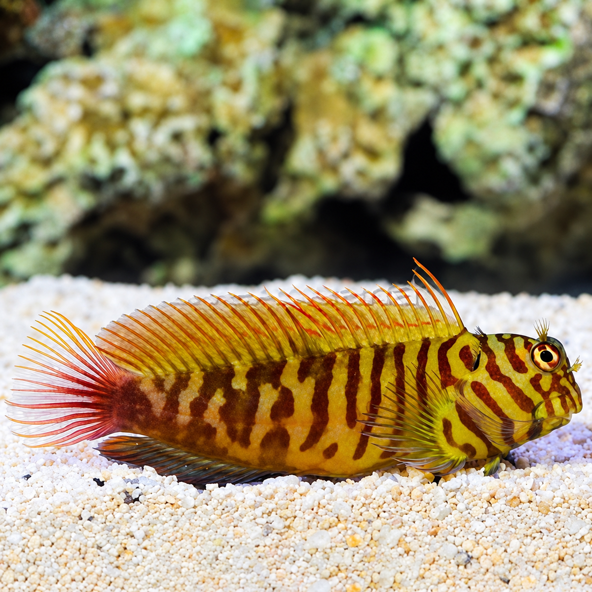 Chestnut Blenny