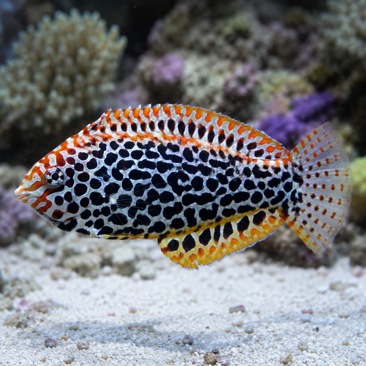 Colorful fish with black spots and orange edges in an aquarium setting