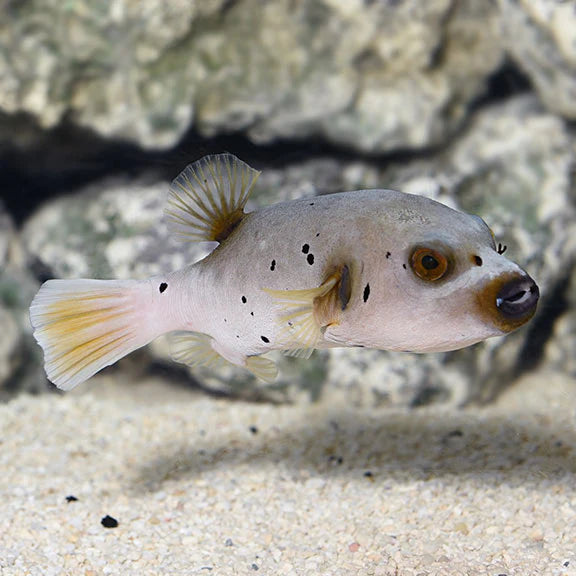 Dog face buffer fish