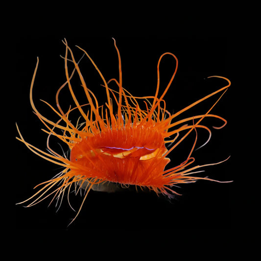 Electric Flame Scallop EXPERT ONLY