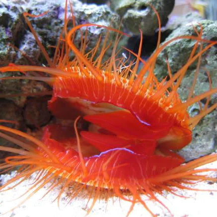 Electric Flame Scallop EXPERT ONLY