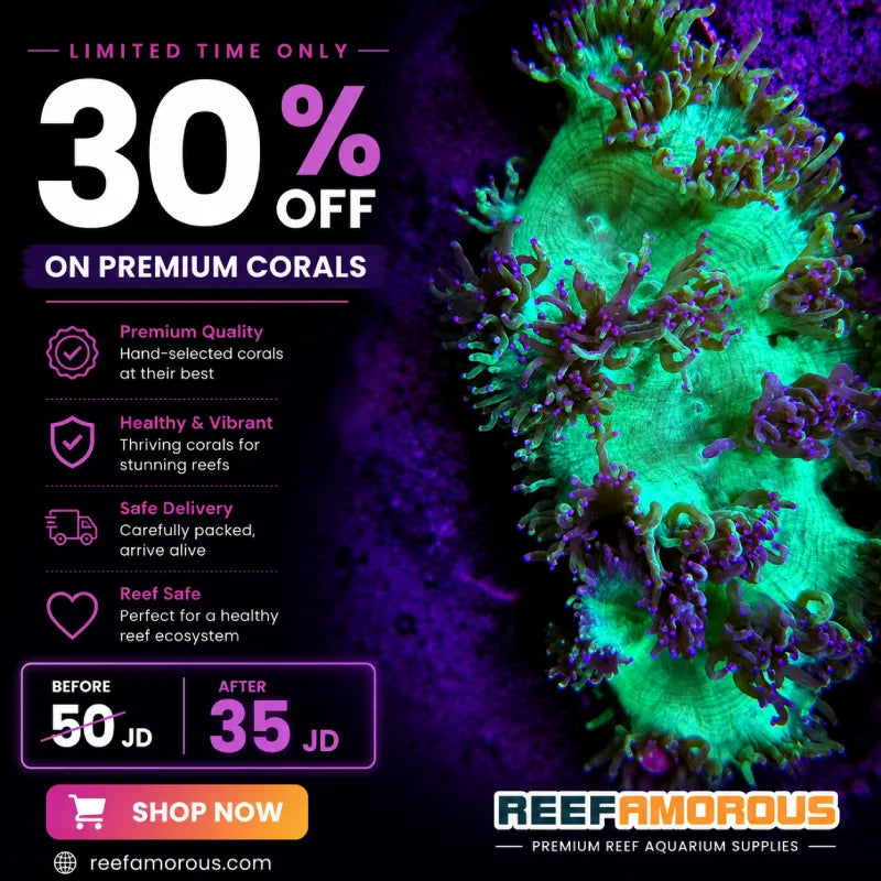 Elegance Coral (Large)