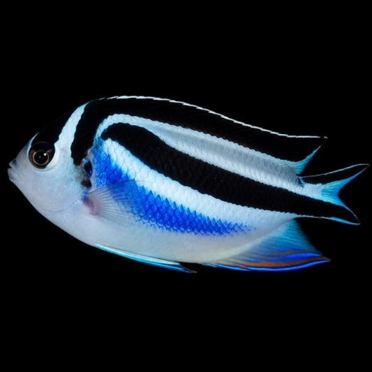 Genicanthus_bellus