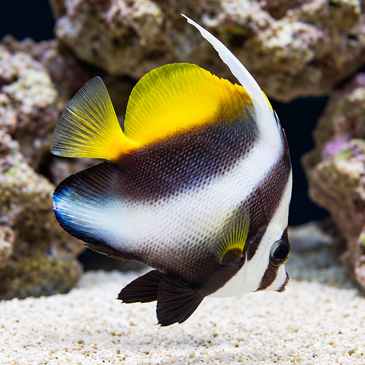 Masked bannerfish