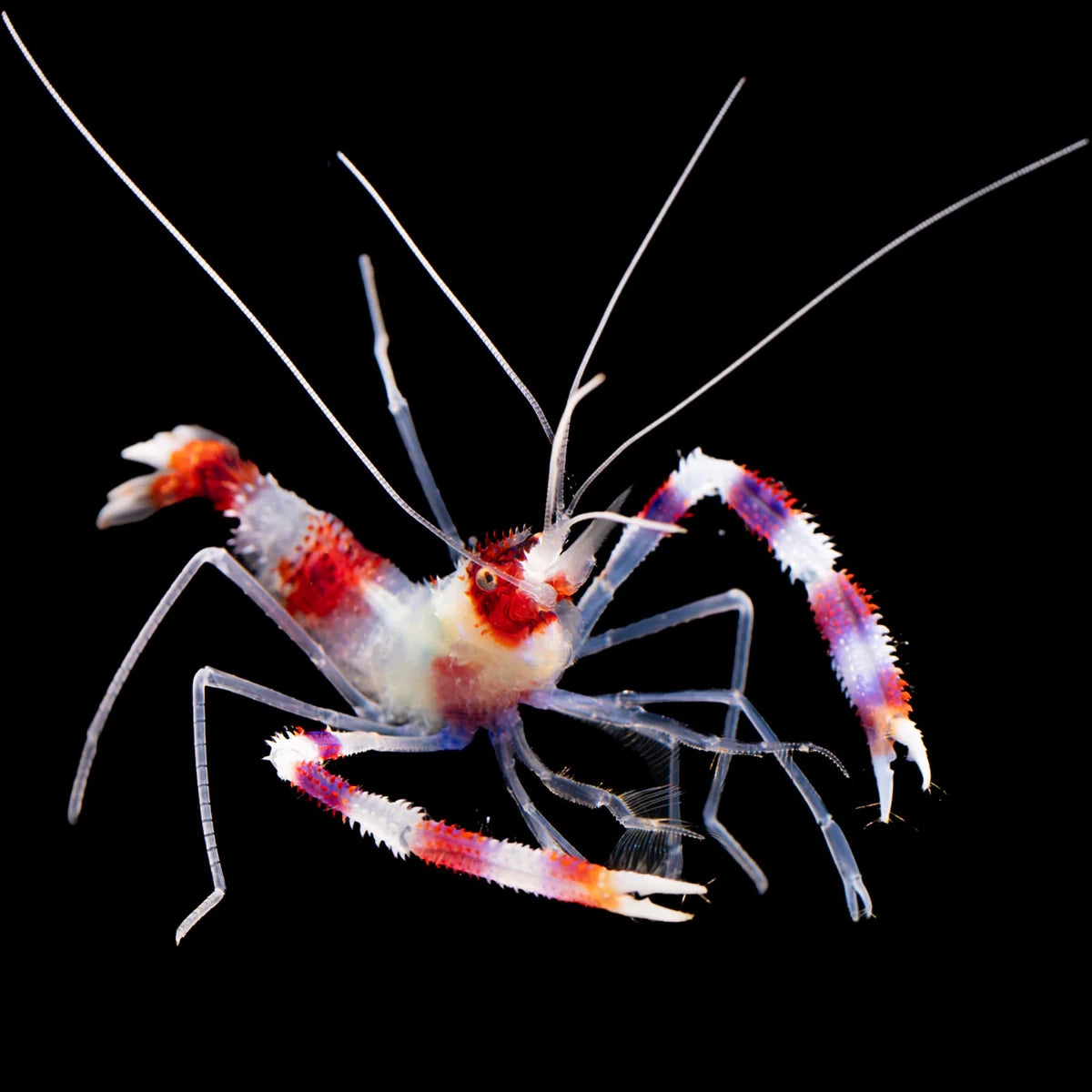 Banded Coral Shrimp