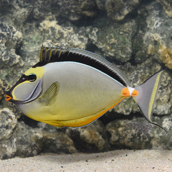 Colorful fish swimming in an aquarium with rocks and sand in the background