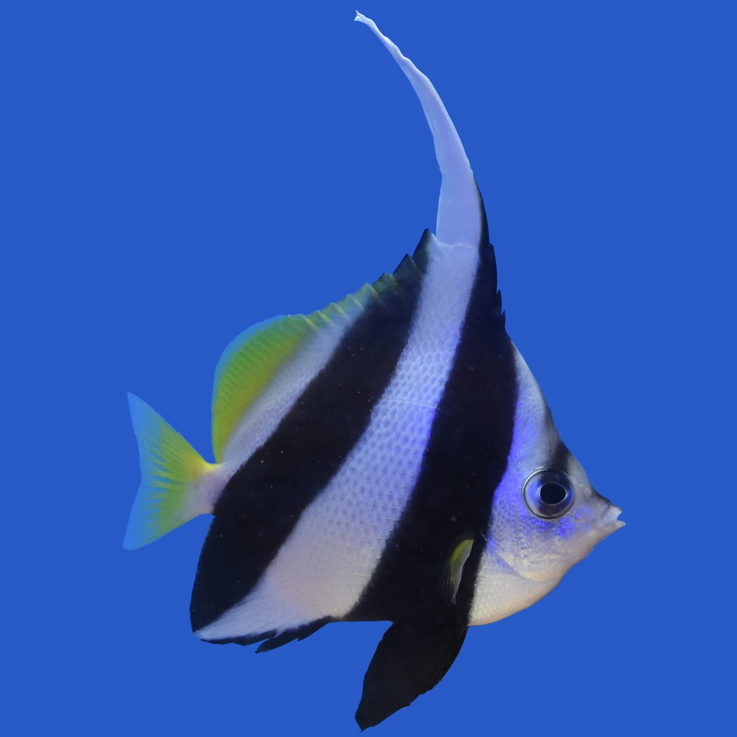 Colorful fish with black, white, and blue patterns on a white background