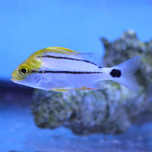 Fish with a yellow head and black stripe in an aquarium setting