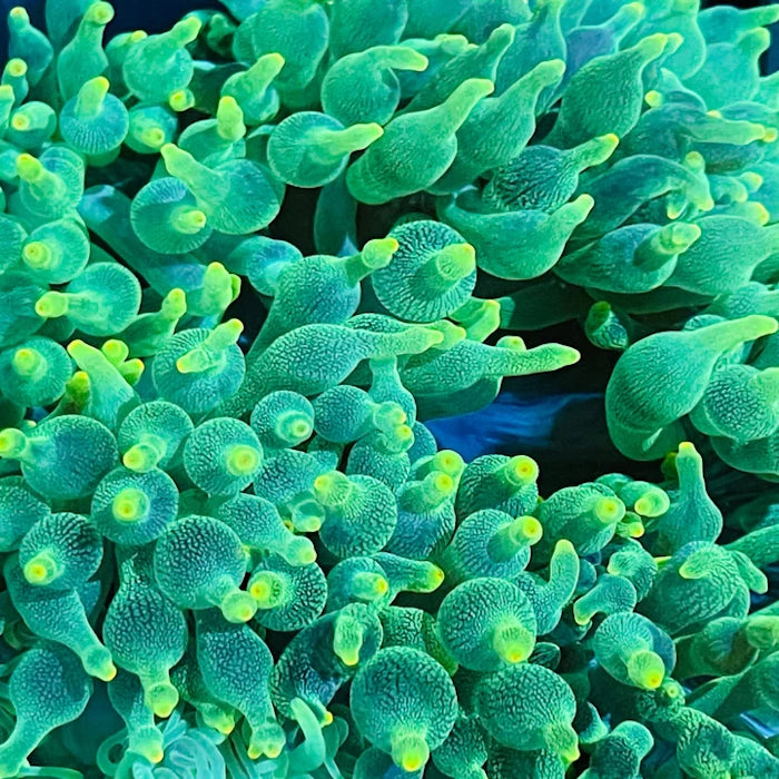 Close-up of green coral polyps with a blue background