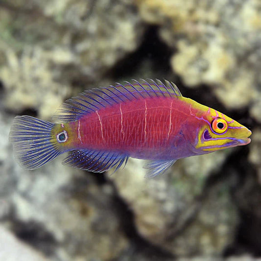 Colorful fish with a vibrant pink body and yellow head on a blurred natural background