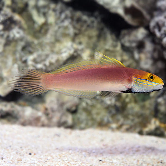 Small fish with a pink body and yellow head in an underwater setting