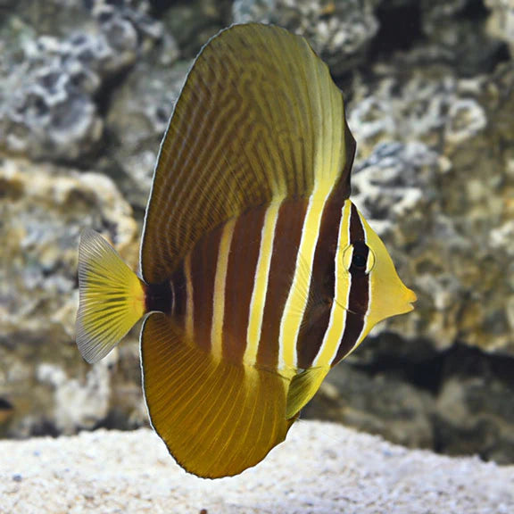 Brown and yellow fish with a pattern on a rocky background