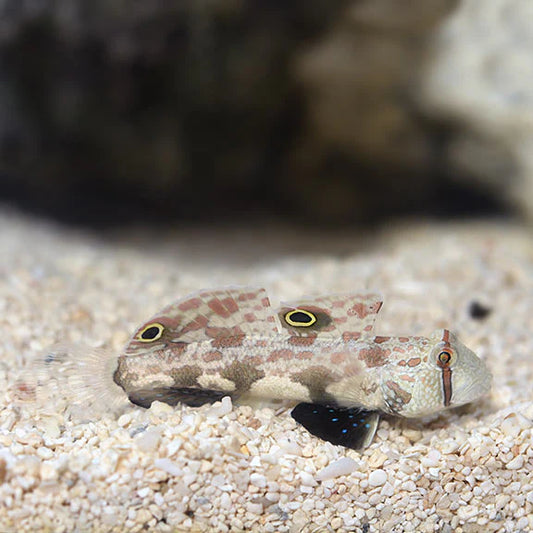 Camouflage fish on a sandy substrate with blurred background