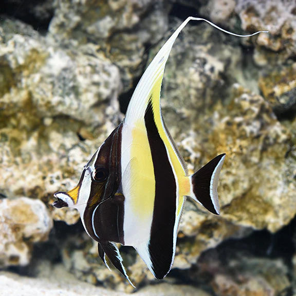 Angelfish swimming in an aquarium with rocky background
