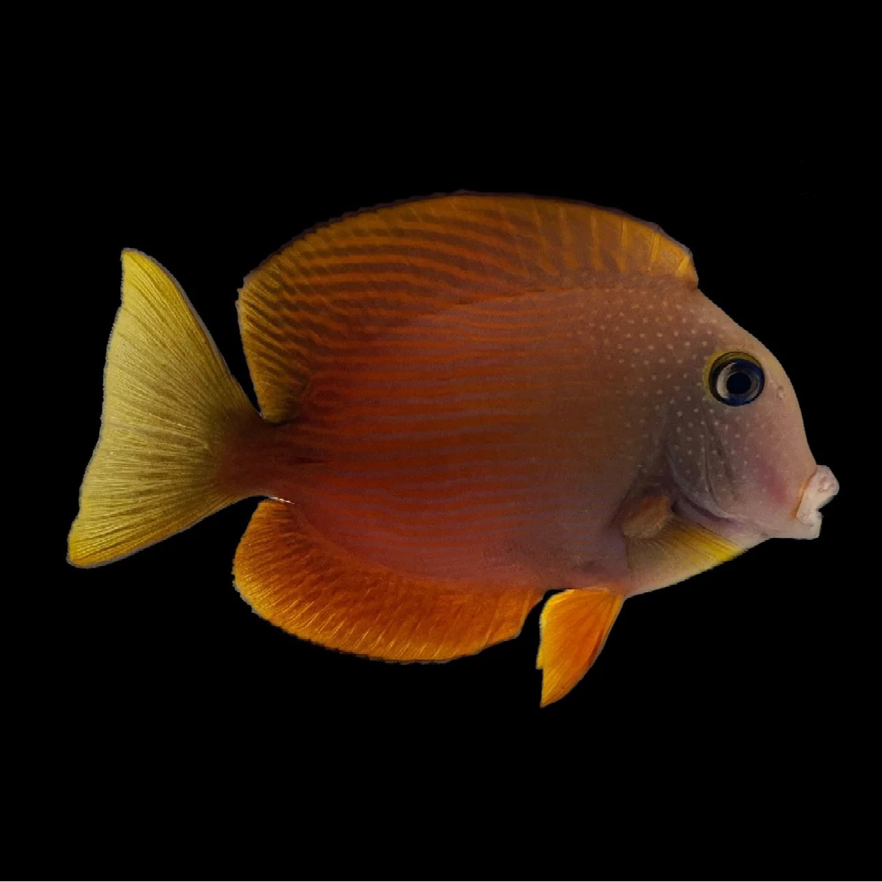 Orange and yellow fish on a black background
