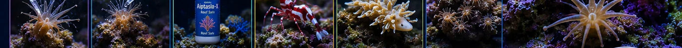 Aiptasia Control Options: Choosing the Right Solution for Your Reef Aquarium