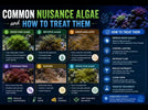 Common Nuisance Algae and How to Treat Them