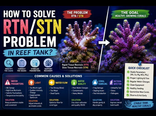 How to solve RTNSTN problem in reef tank