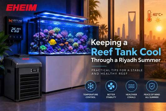 Keeping a Reef Tank Cool Through a Riyadh Summer