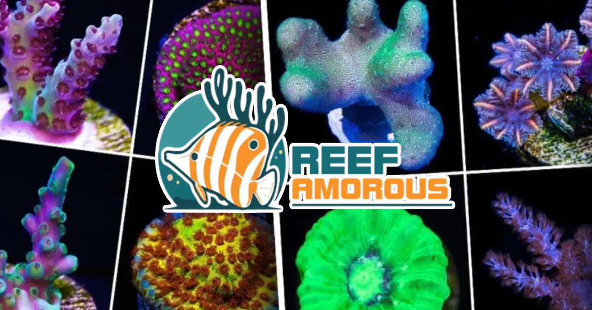 How to start a reef aquarium for beginners?