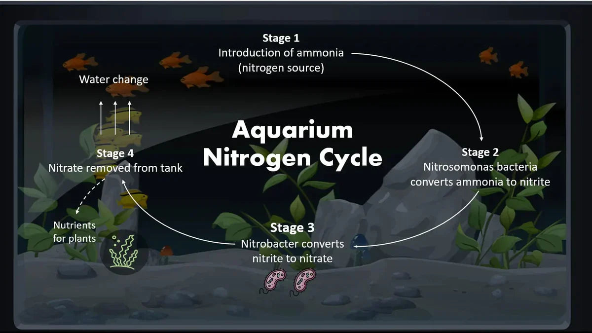 Nitrogen Cycling Process in Aquariums