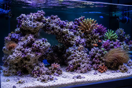 Live Rock Buyer's Guide: Live vs. Dry Rock, Curing & Aquascaping
