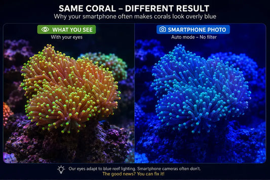 How to Photograph Corals with Your Smartphone