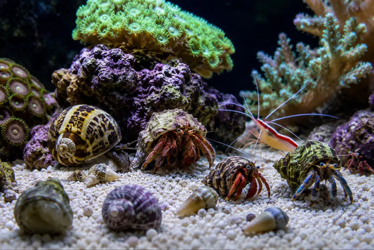 Reef Tank Cleanup Crew Myths vs. Reality: What Actually Works