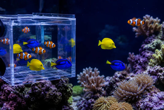 Why Captive-Bred Marine Fish Are the Best Choice?