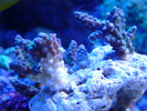 RTN/STN Coral Issues Troubleshooting Jordan