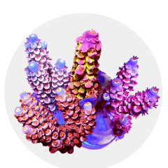Collection image for: SPS Corals