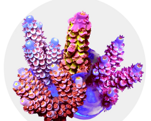 SPS Corals