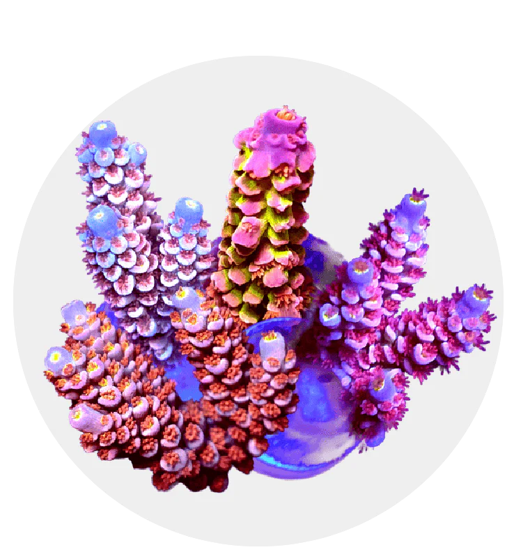 SPS Corals