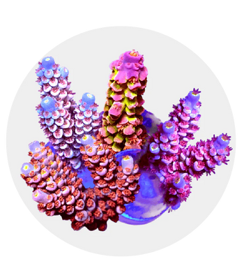 SPS Corals