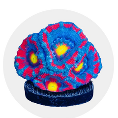 Collection image for: LPS Corals