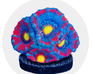 LPS Corals