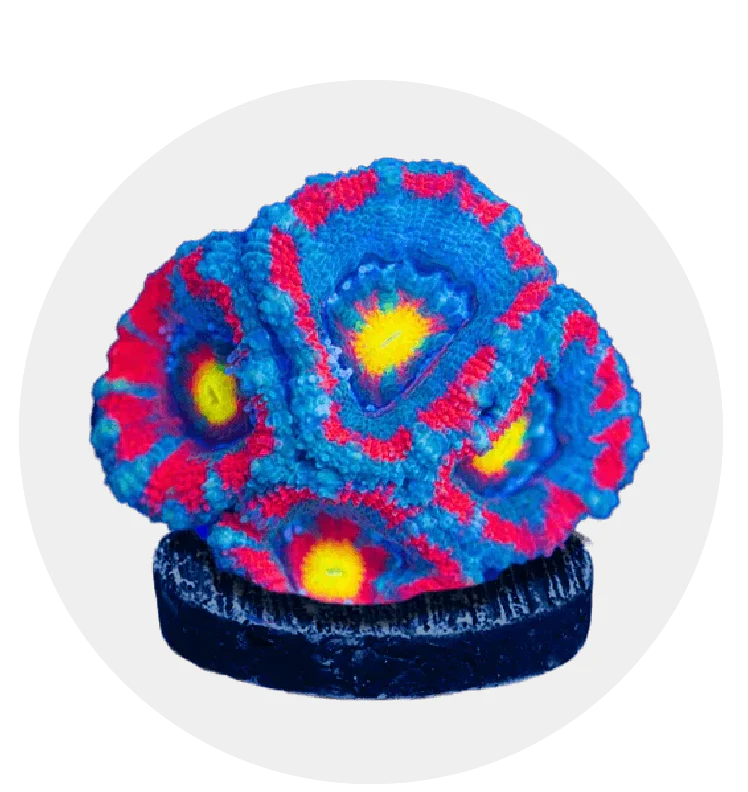 LPS Corals