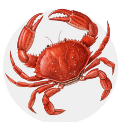 Aquarium Crabs Jordan | Reef Safe Crabs & Clean-Up Crew