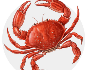 Aquarium Crabs Jordan | Reef Safe Crabs & Clean-Up Crew