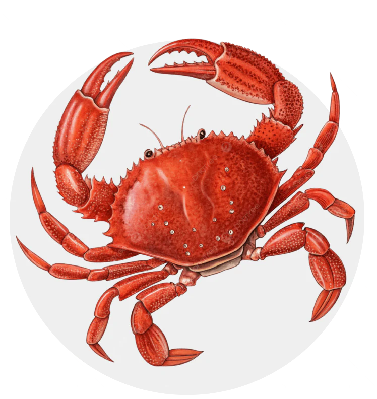Aquarium Crabs Jordan | Reef Safe Crabs & Clean-Up Crew