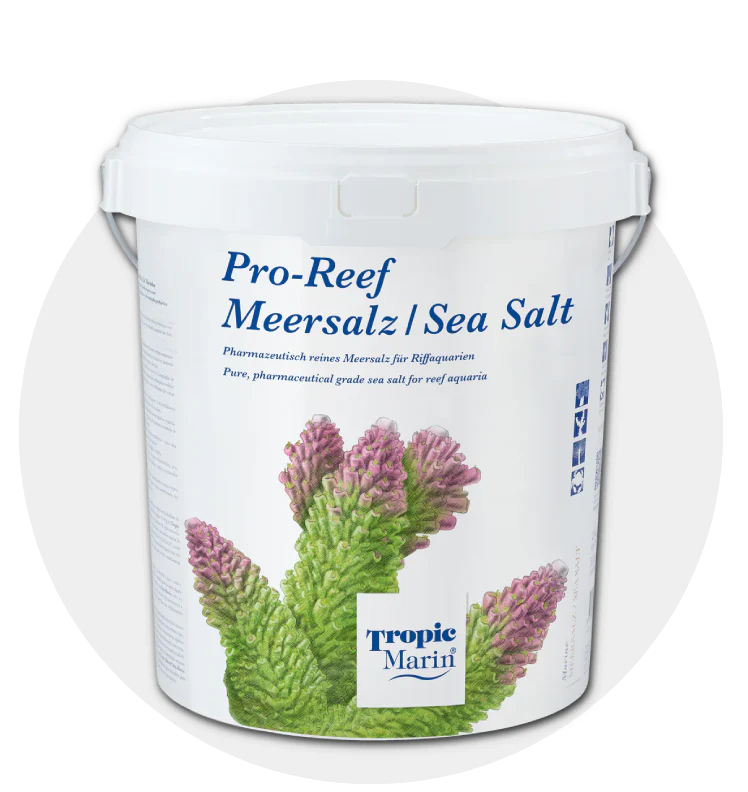 Salt & Maintenance