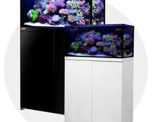 Reef Tanks