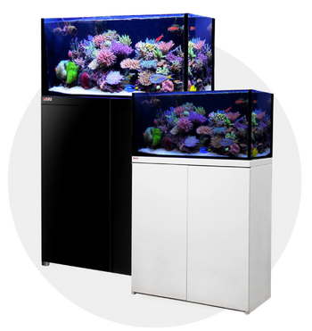 Reef Tanks
