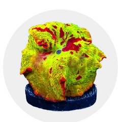 Collection image for: Beginner Corals