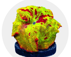 Beginner Corals