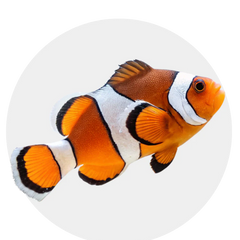 Collection image for: Captive-Bred Fish