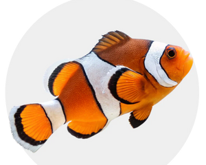 Captive-Bred Fish