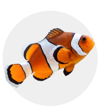 Captive-Bred Fish