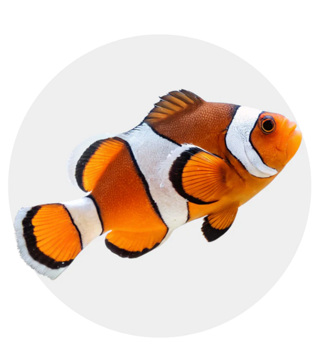 Captive-Bred Fish